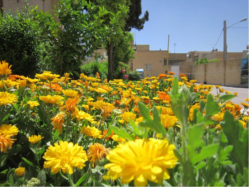 بهار دبیرستان نمونه دولتی شهدای آزمایش مرودشت -